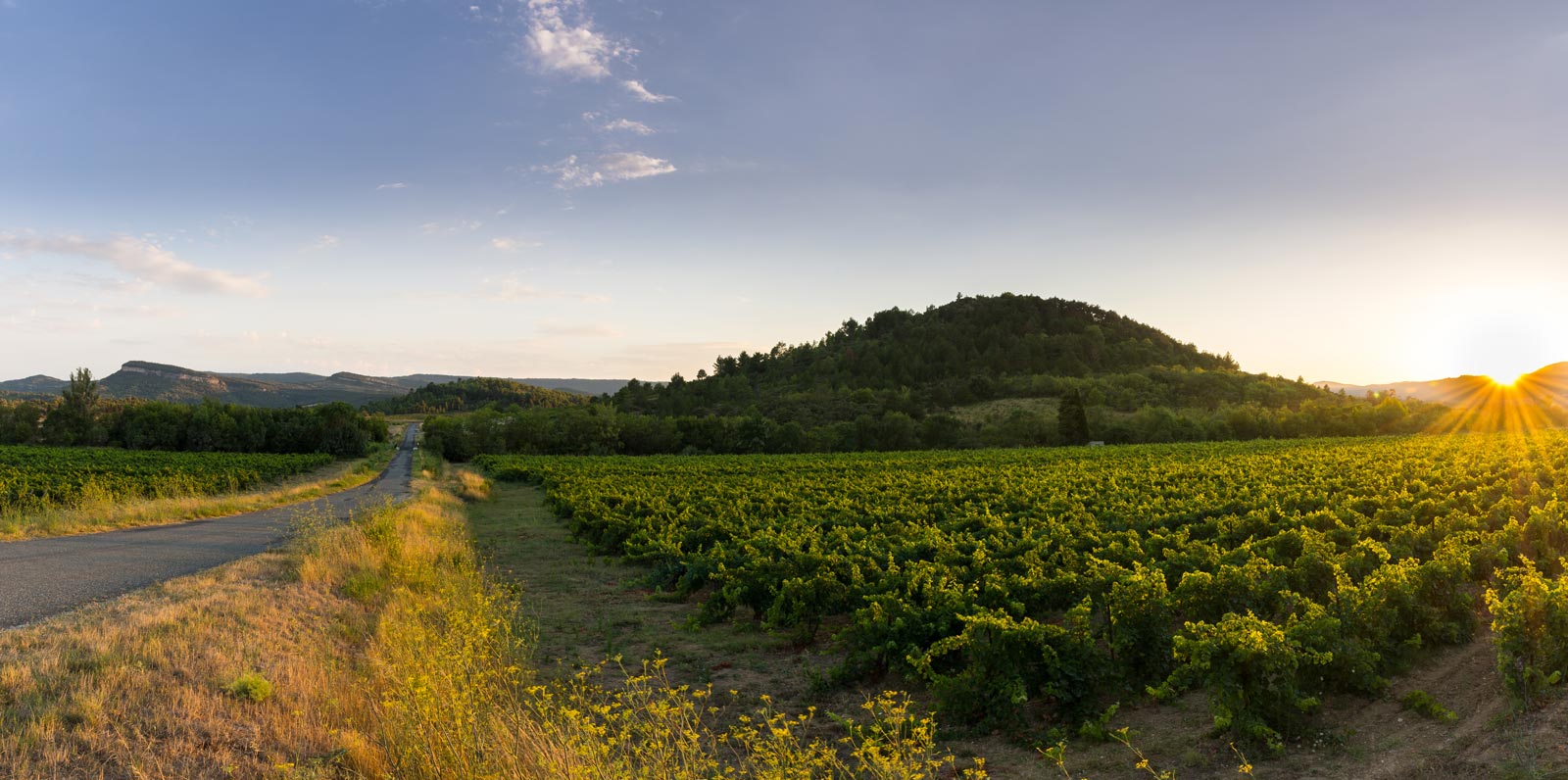 olivier coste winemaker sud de france olivier coste winemaker sud de france